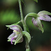 Epipactis helleborine