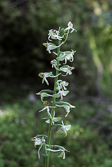 Platanthera orbiculata