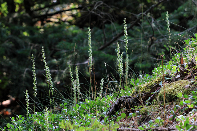 Piperia transversa