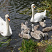Swan family 1