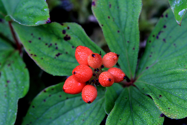 Bunchberry