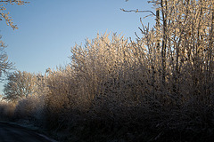 ice hedge