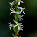 Piperia transversa