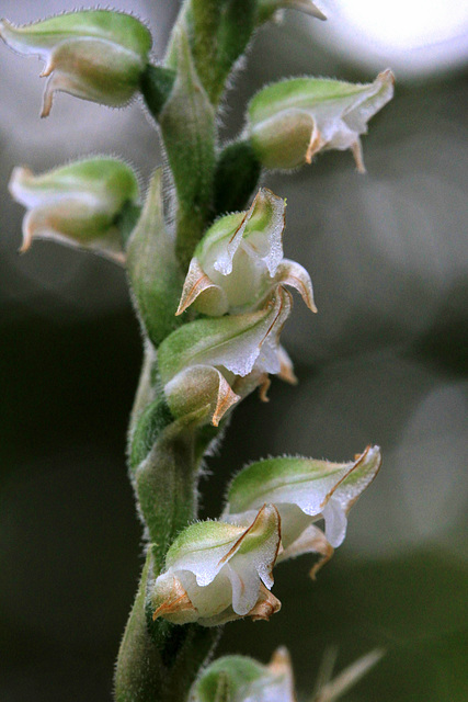 Goodyera oblongifolia fma. reticulata