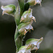 Goodyera oblongifolia fma. reticulata