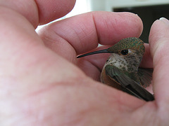Hummingbird in Hand