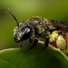 Andrena labiata