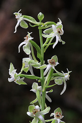 Platanthera orbiculata