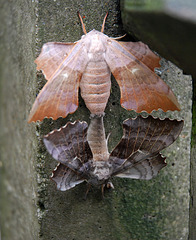 Hawkmoths mating