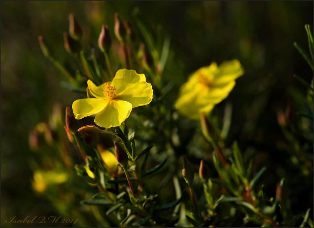 Helianthemum nummularium