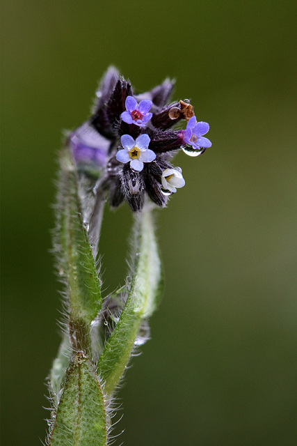 Forget-me-not