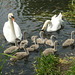 Swan family 2