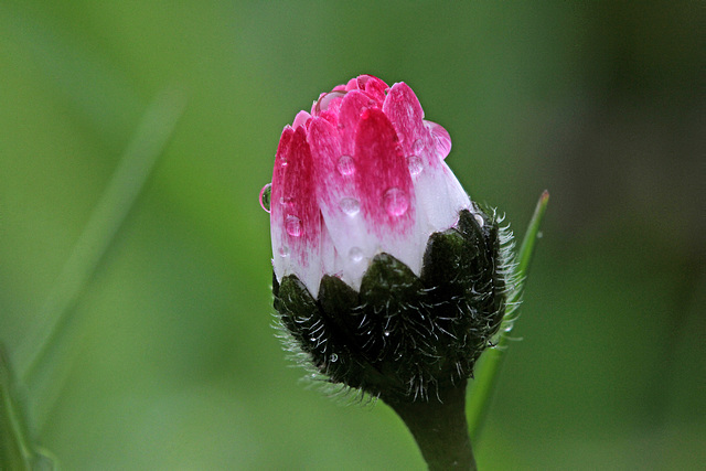 Bellis Daisy