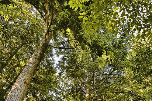 Reach for the Top – Nitobe Memorial Gardens, Vancouver, British Columbia