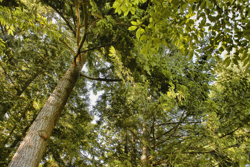 Reach for the Top – Nitobe Memorial Gardens, Vancouver, British Columbia