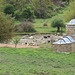 Eglise moderne et troupeau de moutons et de chèvres.