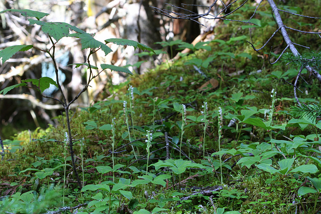 Goodyera repens