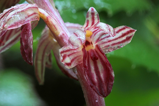 Striped Coralroot