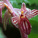 Striped Coralroot