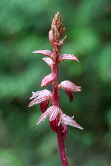 Corallorhiza striata