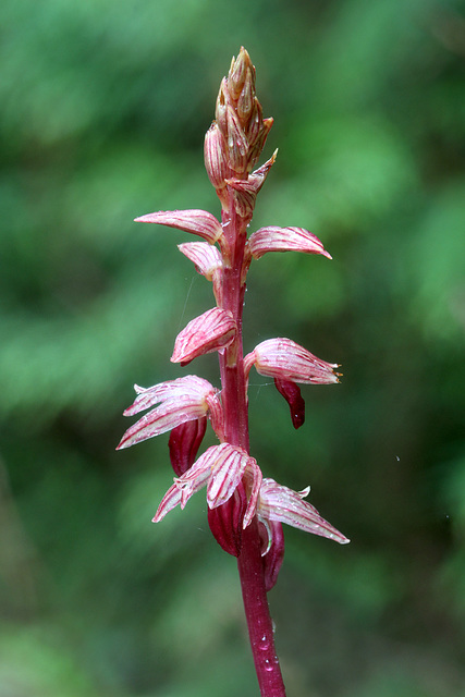 Corallorhiza striata