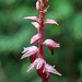 Corallorhiza striata