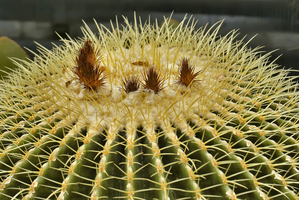 Golden Barrel Cactus – Phipps Conservatory, Pittsburgh, Pennsylvania