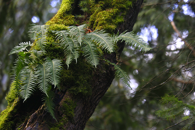 Licorice Fern