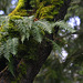 Licorice Fern