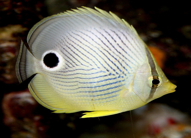 Underwater Inhabitant