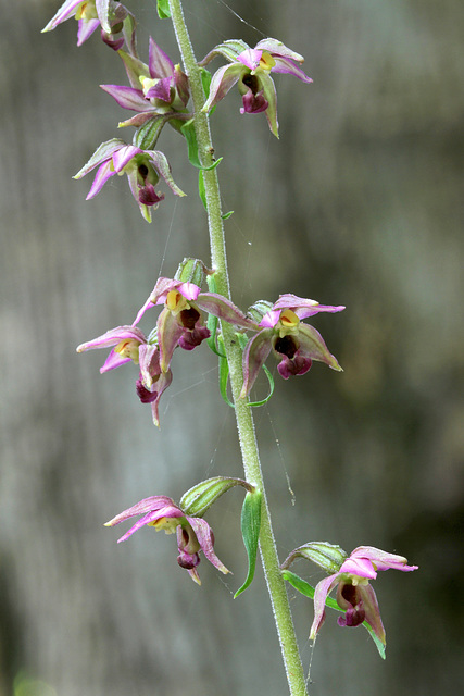 Epipactis helleborine