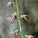 Epipactis helleborine