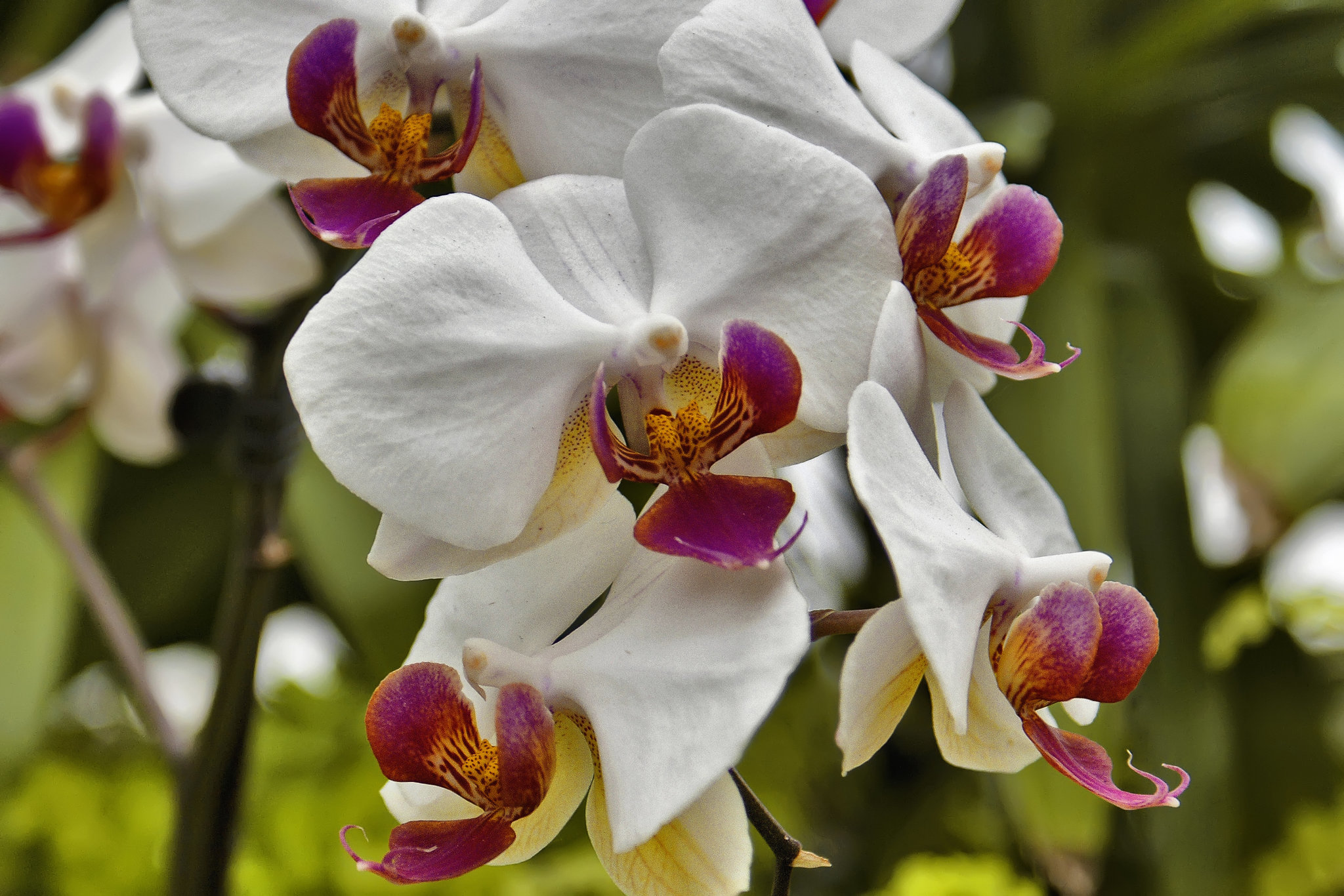 Points of View – Phipps Conservatory, Pittsburgh, Pennsylvania