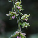 Epipactis helleborine