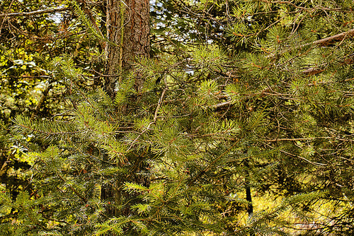 White Pine Forest – The Wild Center, Tupper Lake, New York