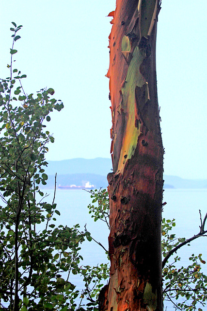 Pacific Madrone Pacific Madrone