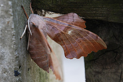 Hawk moth 2