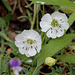 Silene maritima ( uniflora)