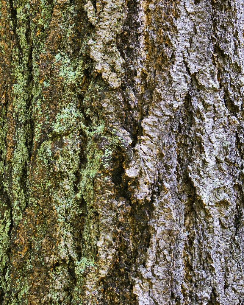 Douglas Fir Fur – Nitobe Memorial Gardens, Vancouver, British Columbia