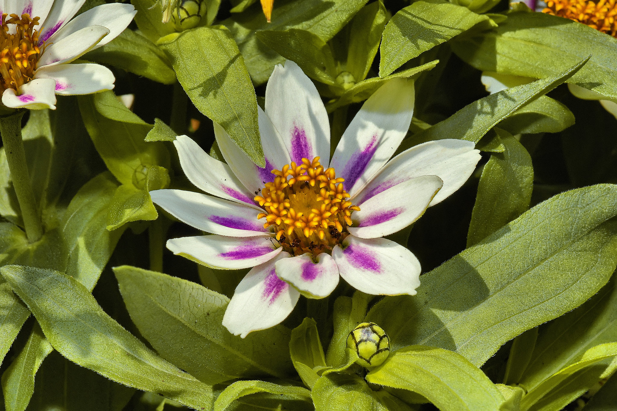 Purple and White Zinnia – National Arboretum, Washington DC