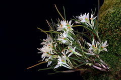 Dendrobium masarangense var. masarangense