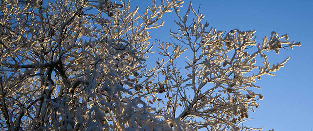 ice blossoms