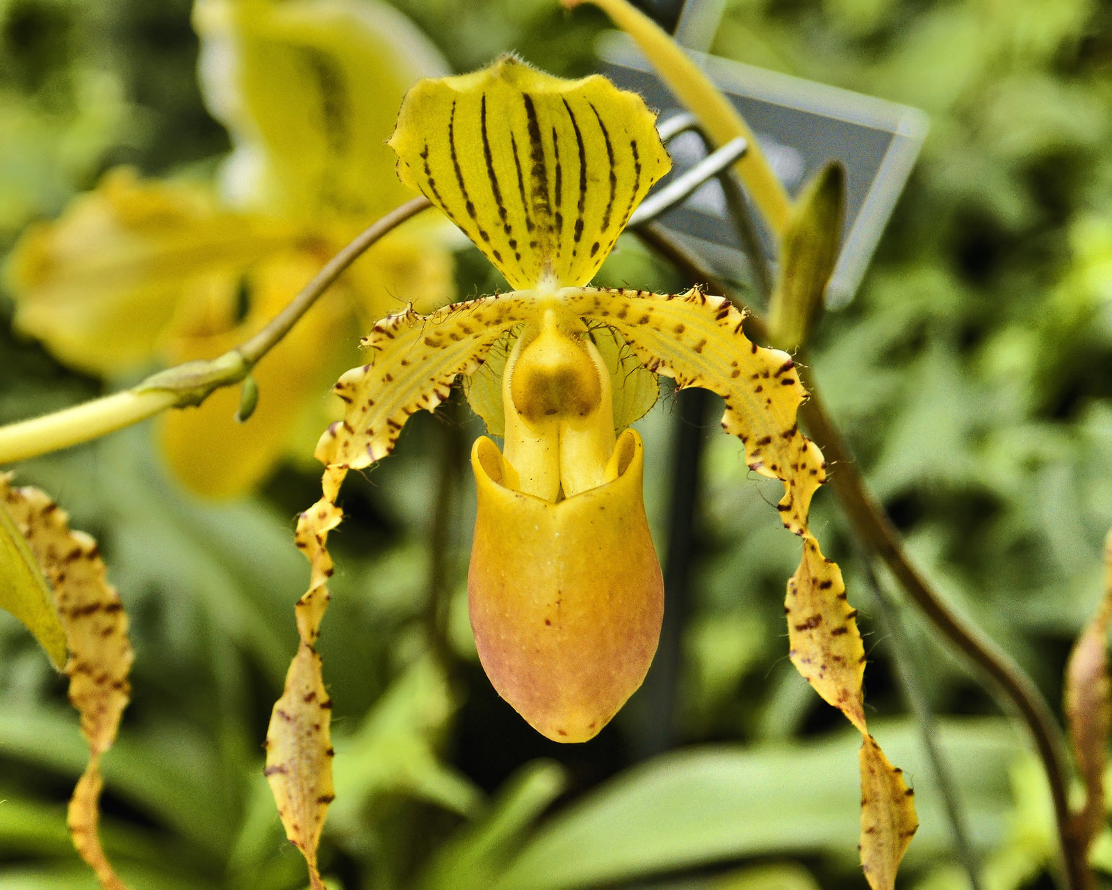 "Lady Slipper" Orchid – Phipps Conservatory, Pittsburgh, Pennsylvania