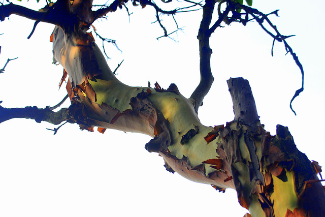 Pacific Madrone