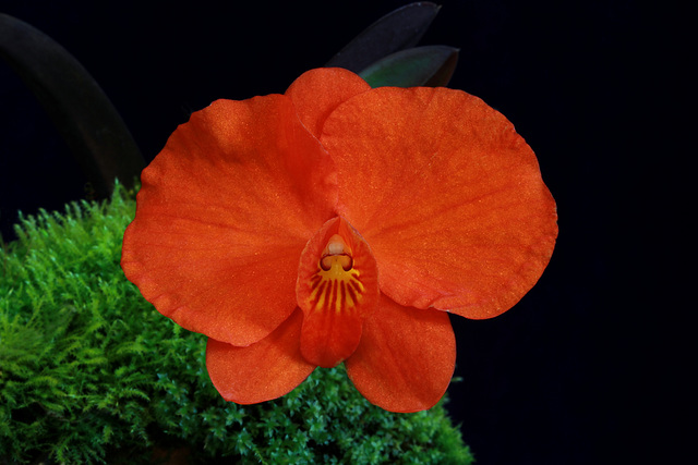 Soph. coccinea 'Fourth Dimension'