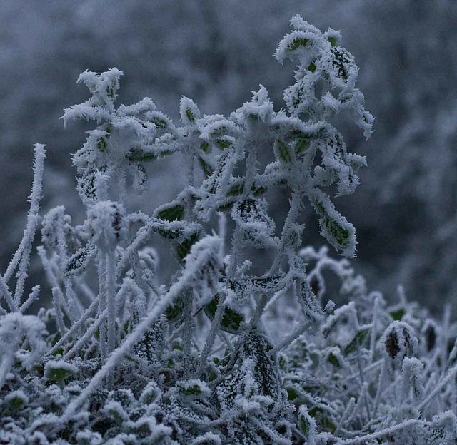 crystallised hedge