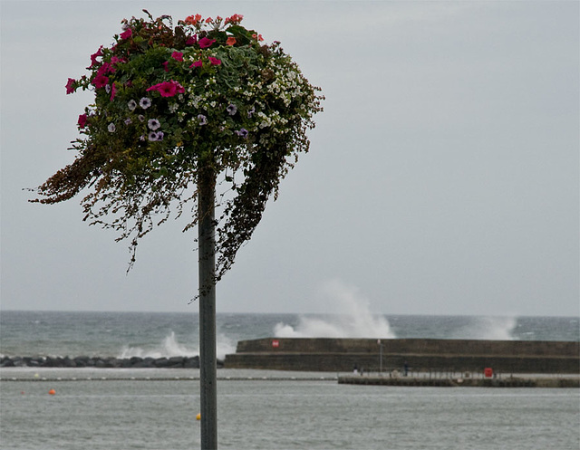 windy day in Lyme