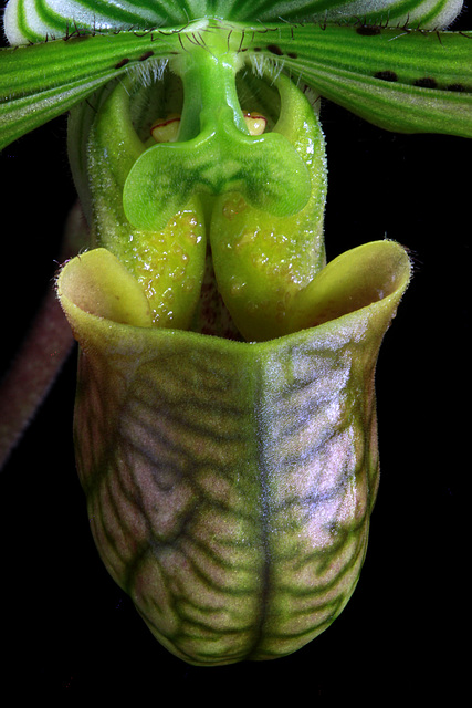 Paphiopedilum venustum