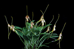 Masdevallia filaria