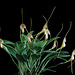 Masdevallia filaria